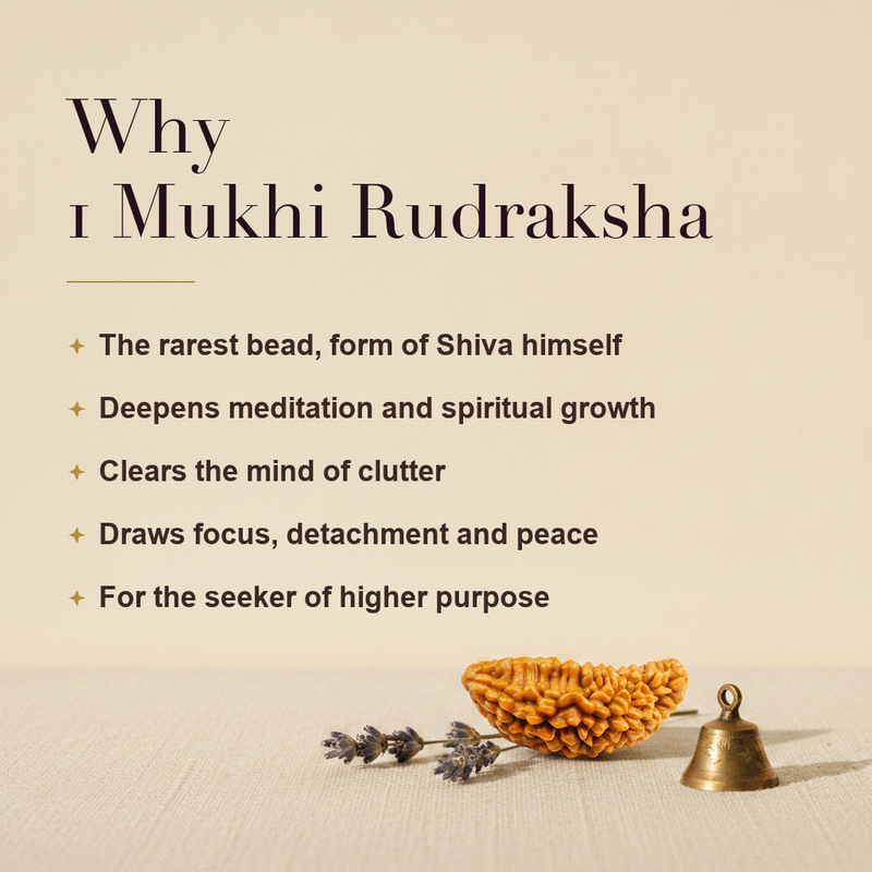 Authentic 1 Mukhi Rudraksha (Ek Mukhi) - Nepal Origin, Lab Certified