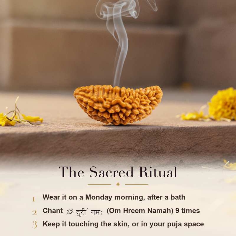 Authentic 1 Mukhi Rudraksha (Ek Mukhi) - Nepal Origin, Lab Certified